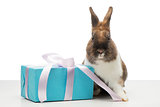 Brown bunny is near blue present box