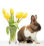 Brown bunny is near vase with yellow tulips