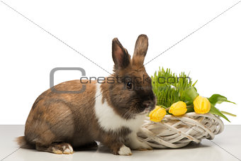 Brown bunny with wicker box and tulips