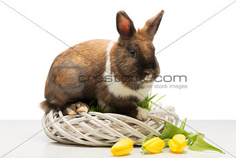 Brown bunny on wicker box and tulips