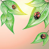 Red ladybugs on the green leaves after the rain.