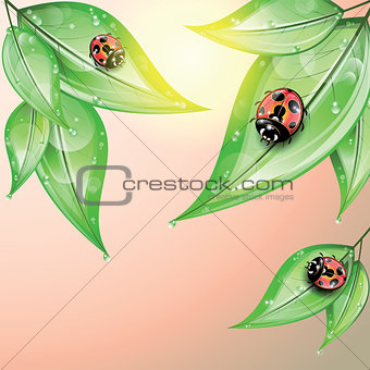 Red ladybugs on the green leaves after the rain.
