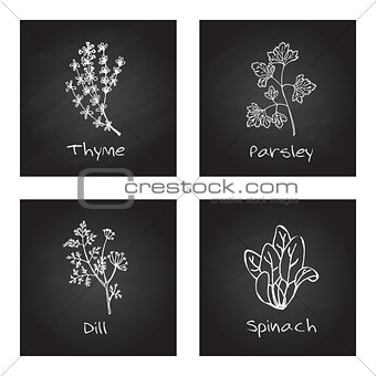 Handdrawn Illustration - Health and Nature Set. Culinary herbs