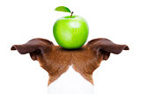 dog and apple