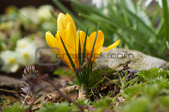 Yellow crocus in spring garden.