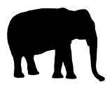 Elephant on white