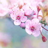 Beautiful cherry blossom border