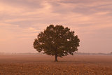 Memorial tree on a empty field 