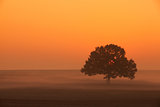 Memorable lonely tree in the morning mist