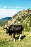 Black cow standing in a meadow