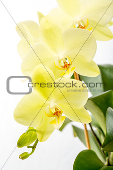 Yellow orchid (Phalaenopsis) close-up.