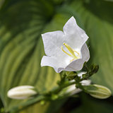 White bellflower (Campanula).