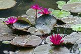 Purple Water-Lily