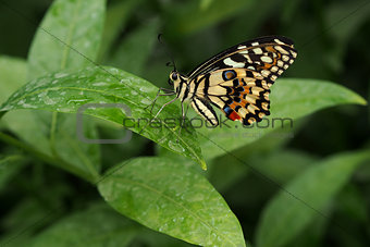 Exotic butterfly on green leaf