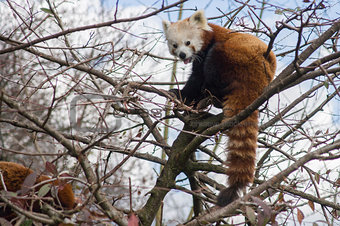 Red panda sitting in a tree