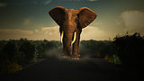 3D elephant walking towards camera