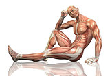 3D male figure sitting with detailed muscle map