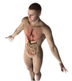 3D male figure with internal organs