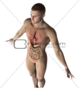 3D male figure with internal organs