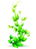 Green Branch of Plant