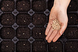 Hand spreading seeds into germination tray