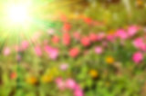 Abstract blurred colorful floral