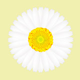 White daisy flower isolated on yellow background