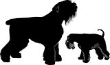 miniature schnauzer and black Terrier