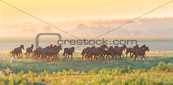 Herd of horses run at sunset