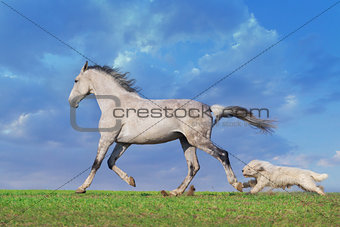 Grey horse play with dog