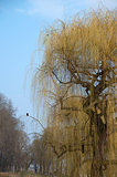 weeping willow and a raven