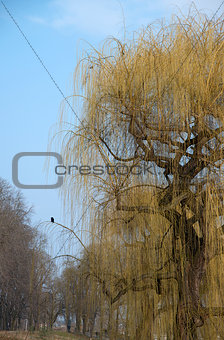 weeping willow and a raven