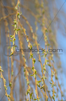 blooming weeping willow