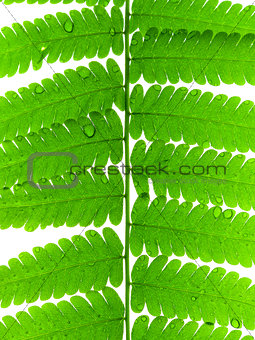Green Leave of Fern