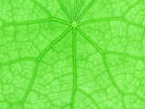 Backlight of Fresh Green Leaf