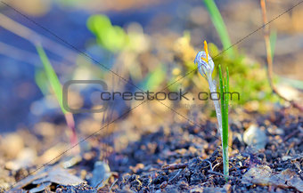 Field with white crocuses 