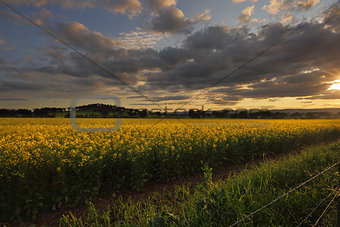 Rural counttryside landscape and golden canola