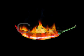 red hot chili pepper burns in fire on black background
