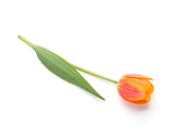 Lying orange tulip