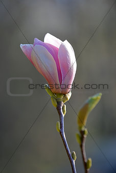 magnolia flower explode