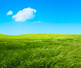 Green grass fields