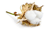 cotton - Gossypium hirsutum L. on white