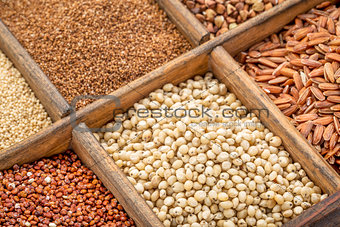 sorghum and other gluten free grains 