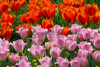 Bed of Red and Pink Tulips