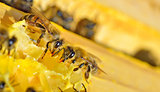 Macro shot of bees 