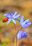 Single Ladybug on violet flowers