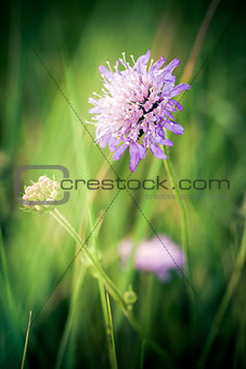 Cornflower on green meadow background