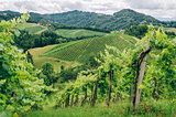 Grapevines in Southern Styria