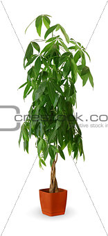 Houseplant - Pachira aquatica a potted plant isolated over white
