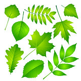 Green leaves set. Vector illustration Eps 10.